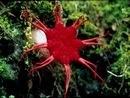 Stink Fungi
